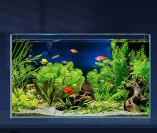 Fish tank for sale umhlanga R600