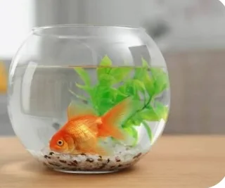 Fish bowl for sale umhlanga