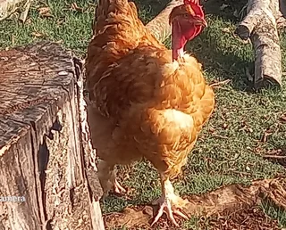 Naked Neck cockerels (young roosters) for Sale