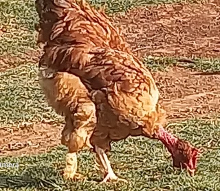 Naked Neck cockerels (young roosters) for Sale