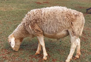 White Dorper sheep Ram for Sale