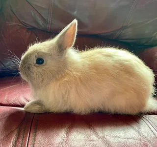Dwarf rabbits