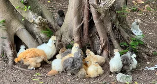 Silkie Chickens