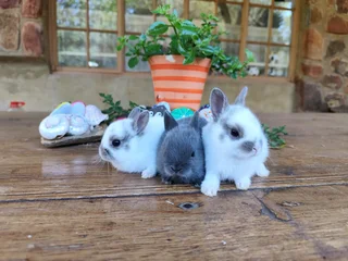 Netherland dwarf