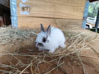 Netherland dwarf