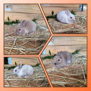 Netherland dwarf