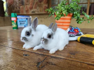 Netherland dwarf