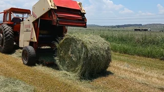 Teff Bales