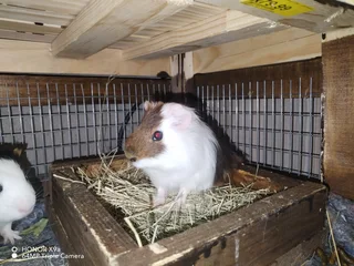 Guinea pigs