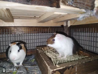 Guinea pigs