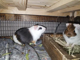 Guinea pigs