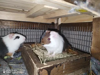 Guinea pigs