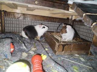Guinea pigs