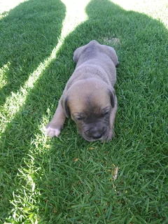 Ysterbergmastiff puppies