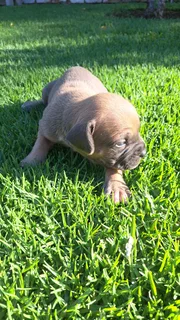 Ysterbergmastiff puppies