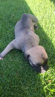 Ysterbergmastiff puppies