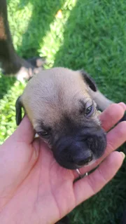 Ysterbergmastiff puppies
