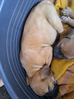 Ysterbergmastiff puppies