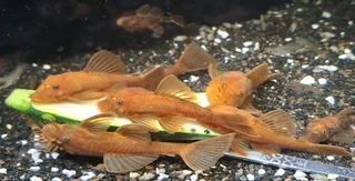 Super Red Male Bristlenose Ancistrus