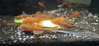 Super Red Male Bristlenose Ancistrus
