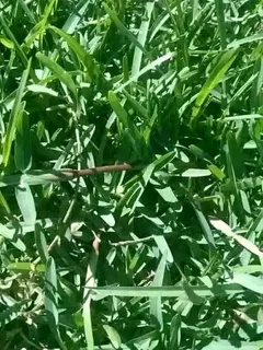 Roll On Lawn Supply And Install