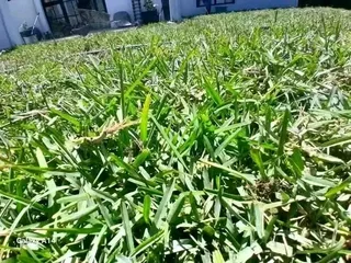 ROLL ON LAWN SUPPLY AND INSTALL