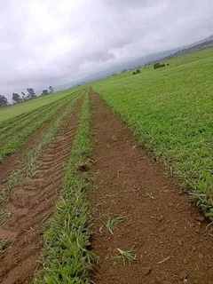 ROLL ON LAWN SUPPLY AND INSTALL