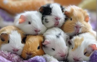Guinea Pigs