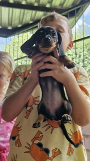Dachshund Puppies for Sale