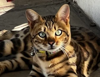 Bengal Kittens for sale