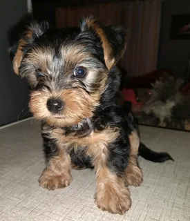 Yorkie puppys