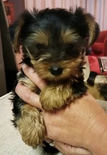 Yorkie puppys