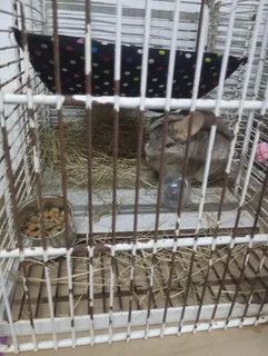 Chinchillas for sale.