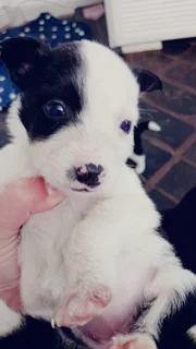 Short legged border collie