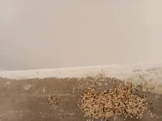 PEST CONTROL, ENTOMOLOGY CERTIFICATES, WOODBORER/TERMITE TREATMENT