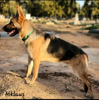 7 / German Shepherd Puppies for Sale in Wellington