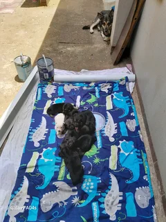 German Shepherd pups