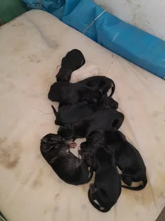 German Shepherd pups