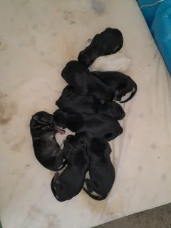 German Shepherd pups