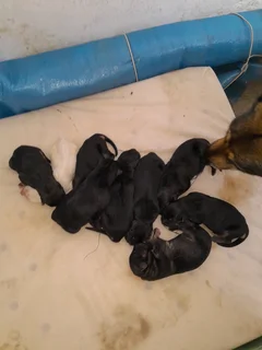 German Shepherd pups