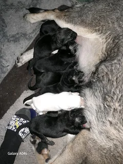 German Shepherd pups