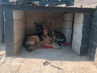 German Shepherd pups