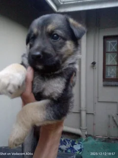 Purebred GSD