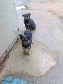 1x GSD PUPS