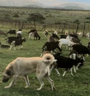 Kangal (similar to Anatolian Shepherd) puppies for sale