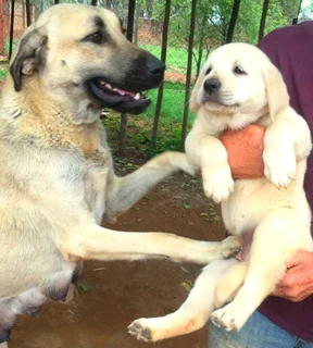Kangal (similar to Anatolian Shepherd) puppies for sale