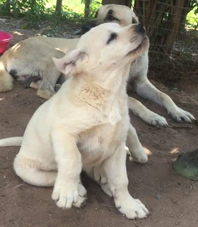 Kangal (similar to Anatolian Shepherd) puppies for sale