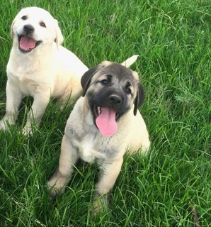 Kangal (similar to Anatolian Shepherd) puppies for sale
