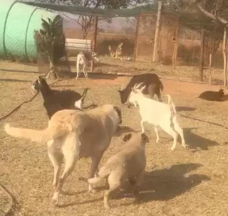 Kangal (similar to Anatolian Shepherd) puppies for sale