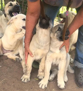 Kangal (similar to Anatolian Shepherd) puppies for sale